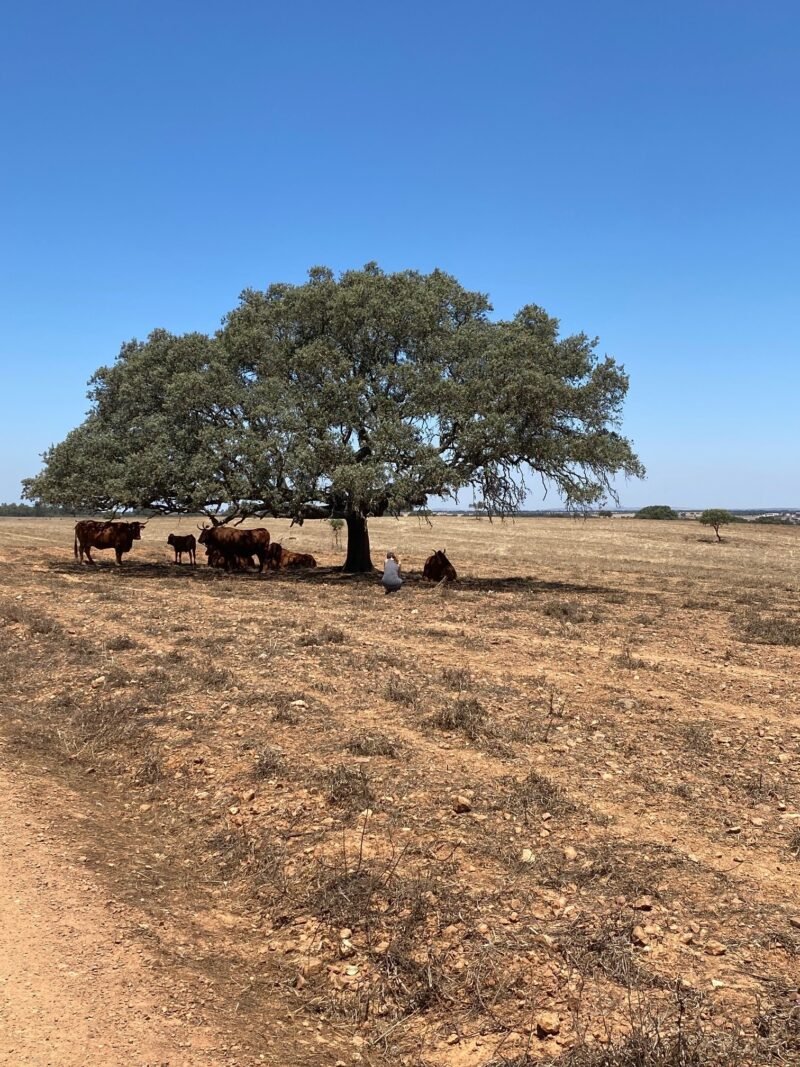 Jantar Harmonizado Malhadinha Nova